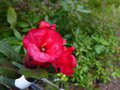 vignette Rhododendron Burletta au 18 04 13