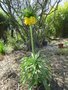 vignette Fritillaria imperialis 'lutea'