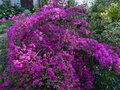 vignette Azalea japonica petites fleurs mauves au 19 04 13