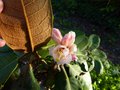 vignette Rhododendron Falconeri ssp falconeri au 19 04 13