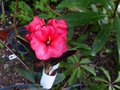 vignette Rhododendron Burletta gros plan de sa fleur double au 19 04 13