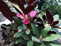 vignette Rhododendron Hybride de neriiflorum autre vue au 17 04 13