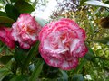 vignette Camellia japonica Margareth Davies picottee au 16 04 13