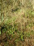 vignette Phyllitis scolopendrium