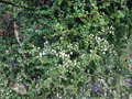 vignette Pittosporum spinescens