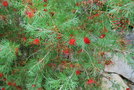 vignette Grevillea thelemanniana / Proteaceae / Australie