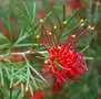 vignette Grevillea thelemanniana / Proteaceae / Australie