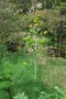 vignette Ferula communis / Apiaceae