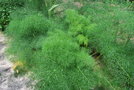 vignette Ferula communis / Apiaceae