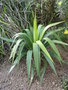 vignette yucca recurvifolia