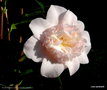 vignette ' FLORADORA GIRL ' camellia japonica