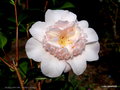 vignette ' FLORADORA GIRL ' camellia japonica