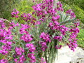 vignette Matthiola incana