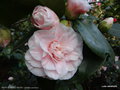 vignette ' BETTY SHEFFIELD BLUSH ' camellia japonica