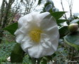 vignette ' AUBURN WHITE ' camellia japonica