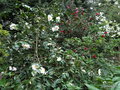 vignette ' AUBURN WHITE ' camellia japonica  et autres