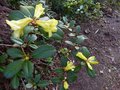 vignette Rhododendron Burmanicum au 23 04 13