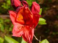 vignette Rhododendron Hebien gros plan ensoleill au 23 04 13