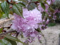 vignette Prunus serrulata(fleurs)