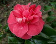 vignette ' MARGARET WELLS DELIGHT ' camellia japonica