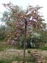 vignette Prunus serrulata/cerisier du Japon