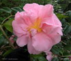 vignette ' TIFFANY ' camellia japonica