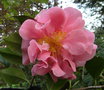 vignette ' TIFFANY ' camellia japonica