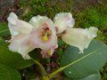 vignette Rhododendron Falconeri ssp falconeri au 24 04 13