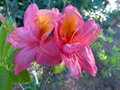vignette Rhododendron Hebien au 24 04 13