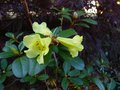 vignette Rhododendron Burmanicum au 24 04 13