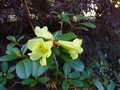 vignette Rhododendron Burmanicum autre vue au 24 04 13