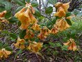 vignette Rhododendron Cinnabarinum Glow autre vue au 23 04 13