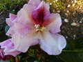 vignette Rhododendron Extraordinaire gros plan au 24 04 13