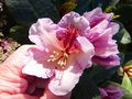 vignette Rhododendron Extraordinaire autre vue au 24 04 13