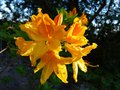 vignette Rhododendron Lingot d'or gros plan au 24 04 13
