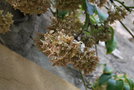 vignette Holboellia latifolia / Lardazibalaceae / Chine