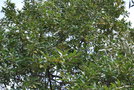 vignette Persea canariensis
