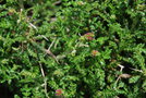 vignette Sarcopoterium spinosum / Rosaceae