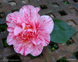 vignette ' KICK OFF ' camellia japonica