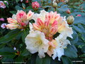 vignette Rhododendron X ' HORIZON MONARCH '
