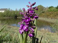 vignette Orchis bouffon ( Anacamptis morio ) orchide terestre europenne