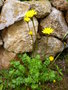 vignette Taraxacum officinale - Pissenlit