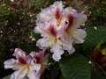vignette Rhododendron Extraordinaire aux magnifiques fleurs au 26 04 13
