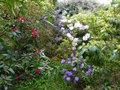 vignette Rhododendrons en sous-bois au 26 04 13