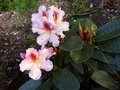 vignette Rhododendron Extraordinaire autre vue au 26 04 13