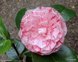 vignette ' WILLIAM BARTLETT ' camellia japonica