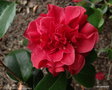 vignette ' TOM KNUDSEN ' camellia japonica