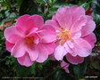vignette ' MARJORIE WALDEGRAVE ' camellia hybride  williamsii
