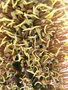 vignette Agave geminiflora (a)