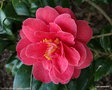 vignette ' PAUL MAYMOU ' camellia japonica
